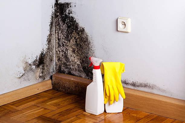 Best Mold Damage Restoration  in Heber, CA